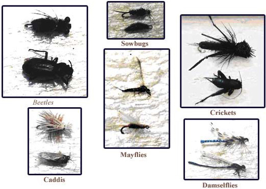 Aquatic Entomology - Match the Hatch Class - BeadHead Fishing Co.