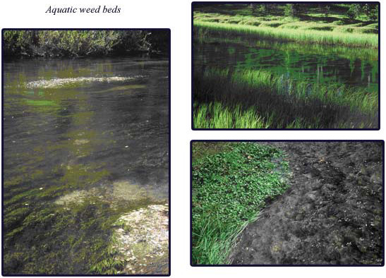 Stream Characteristics Exposure: Aquatic weed beds