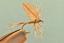 Blue Wing Olive BWO