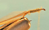 Elk Hair Caddis