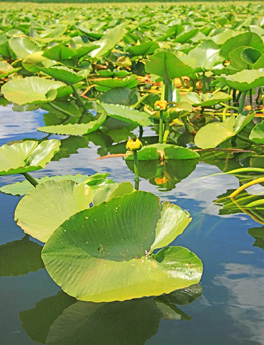 Aquatic: Examples Of Aquatic Plants