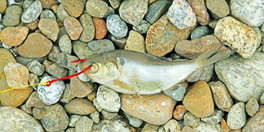 Types of Live Minnows for Freshwater Fishing – Freshwater Fishing News